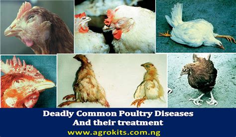 Most Common Poultry Diseases Symptoms And Treatment - Safli