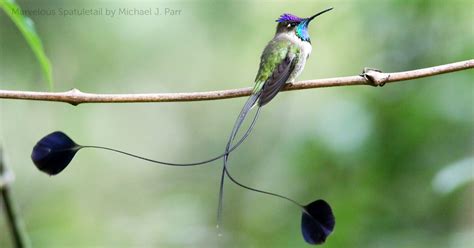 Marvelous Spatuletail - American Bird Conservancy