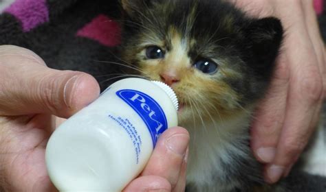 CANCELED - Bottle-Feeding Orphan Kittens - Safe Care Clinic