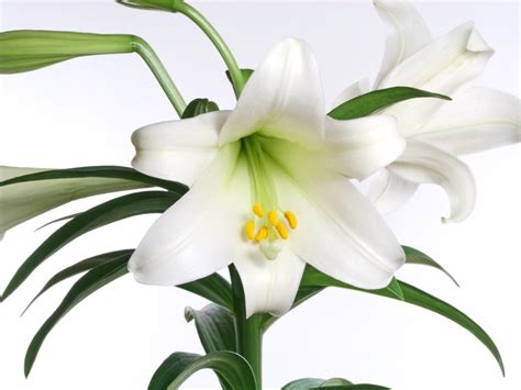 How To Care For Easter Lily Indoors