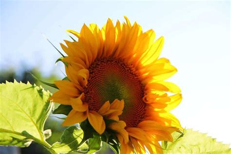 Are Sunflowers Poisonous and Toxic To Other Plants? - FarmingThing.com