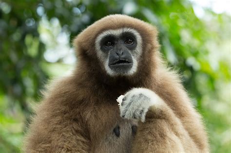 Premium Photo | Gibbon close- up face in zoo