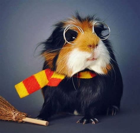 13 Terrifyingly Cute Guinea Pig Costumes That Win Halloween | Guinea ...