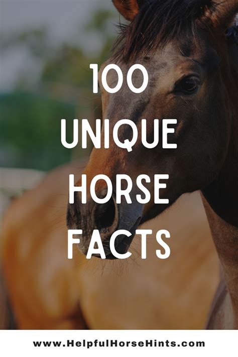 100 Horse Facts - Organized by Category! | Horse facts, Horses, Horse health