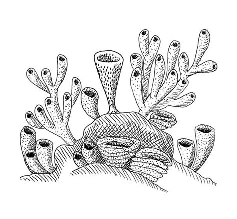 Fossil Sponges Holy Porifera Batman!