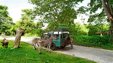 Bali Safari And Marine Park - Things Need To Know Before Visiting