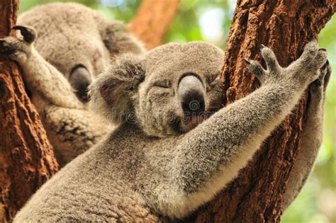 Sleeping koalas stock photo. Image of sleeping, koalas - 28603186