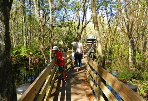 Six Mile Cypress Slough Preserve: Free, wild & 5 minutes off I-75