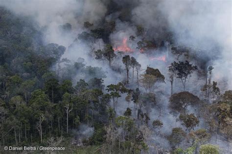 Sobre los incendios forestales en el Amazonas - Greenpeace Argentina