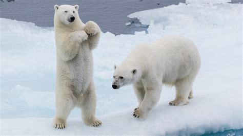 Polar Bears On Ice 4K HD Animals Wallpapers | HD Wallpapers | ID #54770