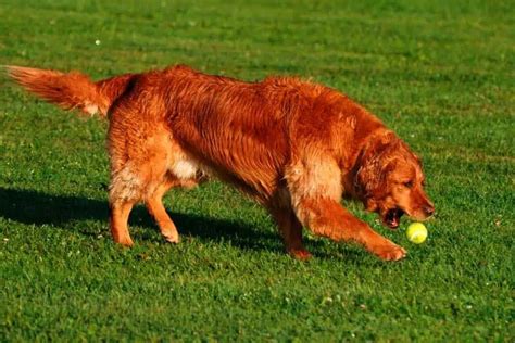 The World of Golden Retriever Coat Colors (with Pictures!) – Loyal Goldens