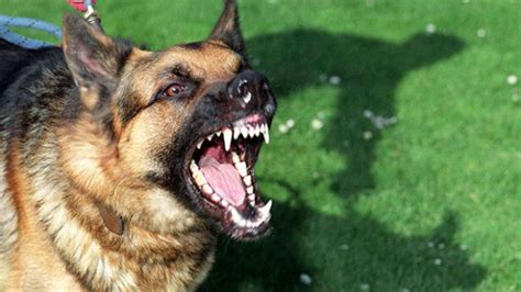 Snarling dog : What it's mean and how to deal with Dog Growling