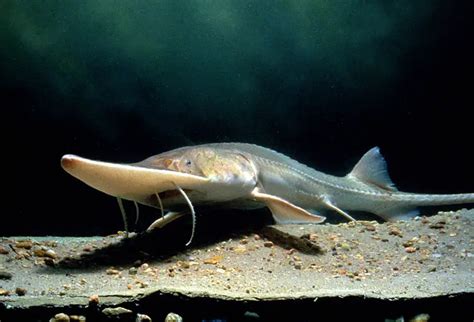 Pallid sturgeon – Scaphirhynchus albus - Fish