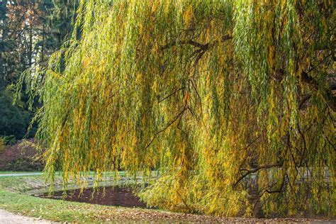 How to Grow and Care for White Willow