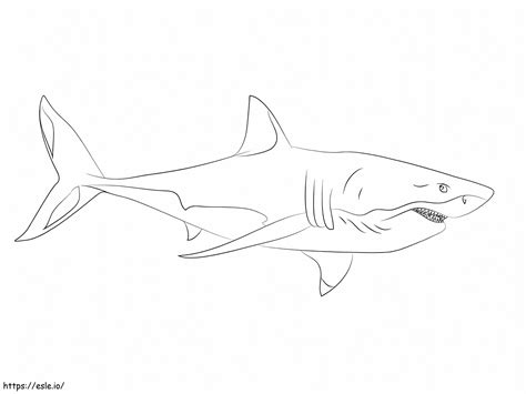 Easy Great White Shark coloring page