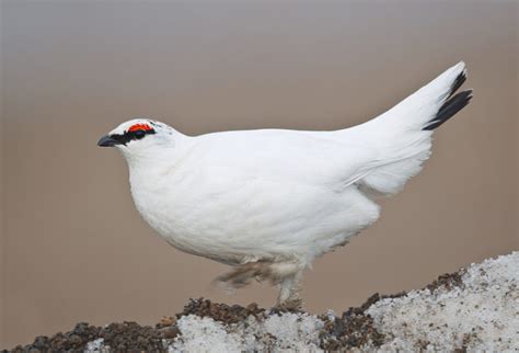 Rock Ptarmigan Facts, Distribution, Adaptations, Pictures