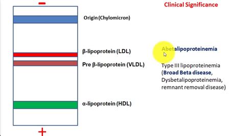 Lipoprotein Electrophoresis, Abetalipoproteinemia and broad beta disease - YouTube