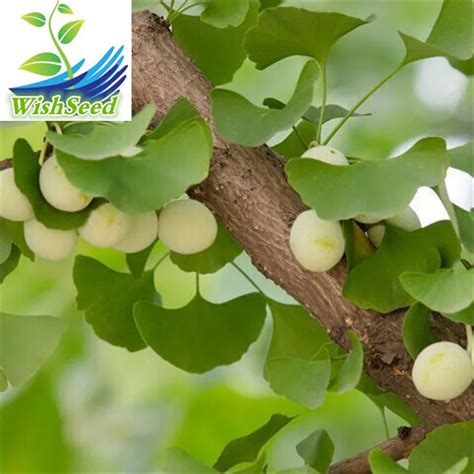 50pieces 2018 New Ginkgo Tree Seeds, Ginkgo biloba L.Gingko seeds for reduce serum cholesterol ...