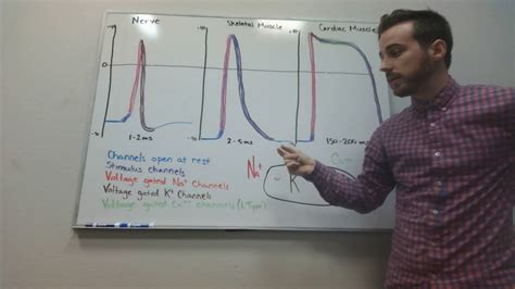 Nerve, Skeletal Muscle and Cardiac Muscle Action Potentials - YouTube