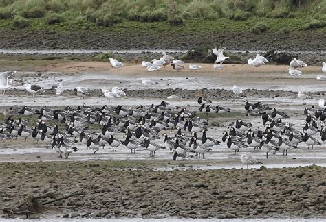 Record numbers of Barnacle geese hit Moray during mass migration | Press and Journal