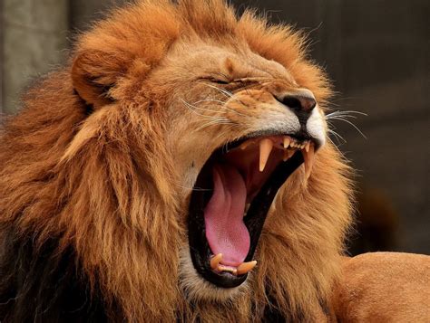 What Does a Lion's Roar Sound Like - HubPages