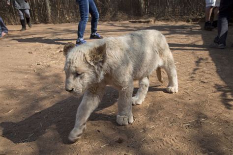 One of the white lion cubs in the park | Lion Park | Lanseria | Travel ...