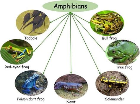 5 Examples Of Amphibians