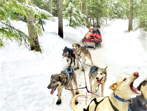 Dog Sledding Adventure in Whistler - Intelligent Journeys