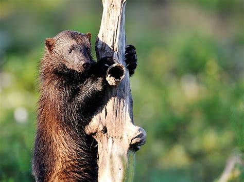 Conservation Groups Sue Federal Agency to Protect Wolverines | Earthjustice