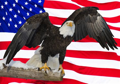 American bald eagle and flag, Digital composite – LIBERTY vs POLITICS