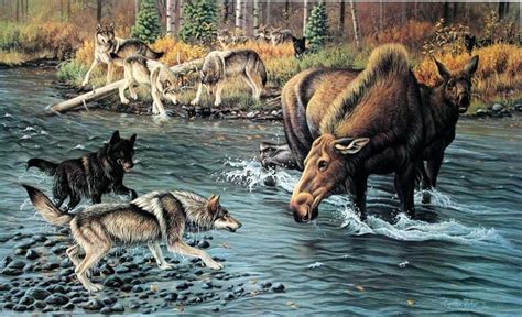 North American Predators 5 | Deer art, Wildlife art, Wildlife artwork