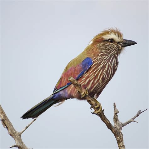 Purple roller | Beautiful birds, Park south, Kruger national park