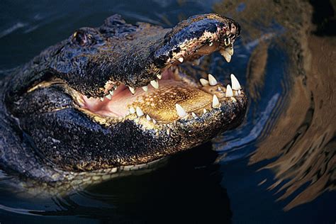 Alligator Spotted With Human Body in Its Mouth