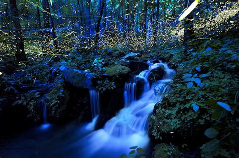 Fireflies in the NC Mountains