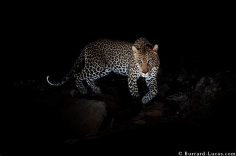 Black Leopard: My quest to photograph the most elusive cat in Africa ...