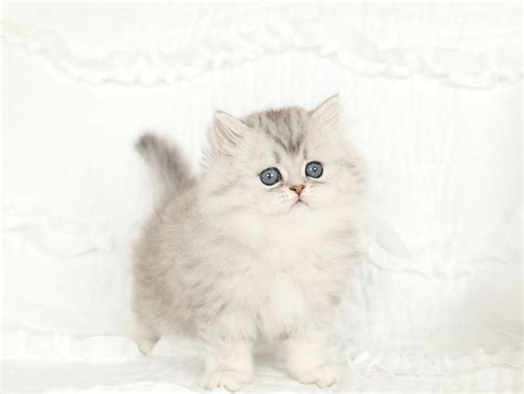 Silver Persian Kittens (Past Kittens)