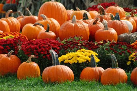 pumpkin, Patch, Halloween, Autumn Wallpapers HD / Desktop and Mobile ...