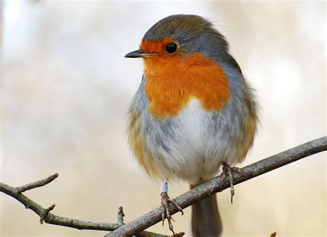 80+ Robin HD Wallpapers and Backgrounds