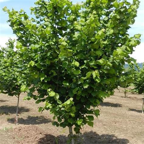 Jefferson Filbert Hazelnut Tree 5-6 Feet Tall | Etsy