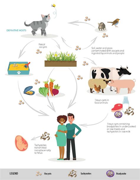 ELIKA Seguridad Alimentaria | Toxoplasma gondii - ELIKA Seguridad Alimentaria