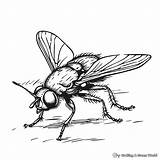Fly Coloring Pages  Free & Printable sketch template