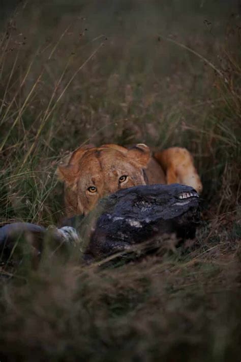 The Lioness: An Unsung Hero of the Pride - Ishara – A luxury tented camp in the Masai Mara