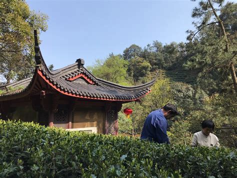 Exploring the Famous Longjing Tea Village - Travels in Asia