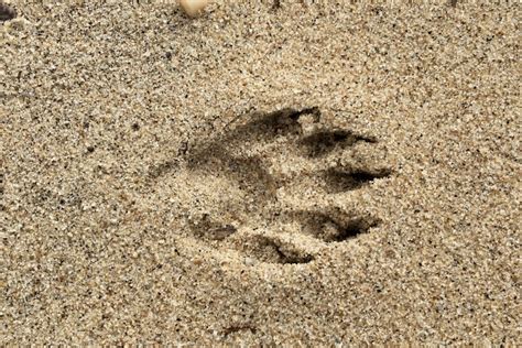 Animal tracks: Raccoon – Seashore to Forest Floor