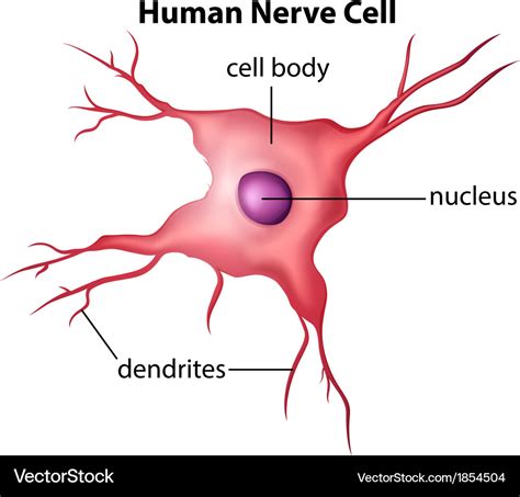 Human nerve cell Royalty Free Vector Image - VectorStock