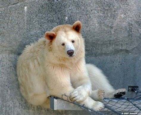 Albino Black Bear | ... BLACK BEARS No this is not a polar bear, this ...