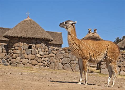 Llama-camel stock image. Image of alpaca, camelid, spit - 20675671