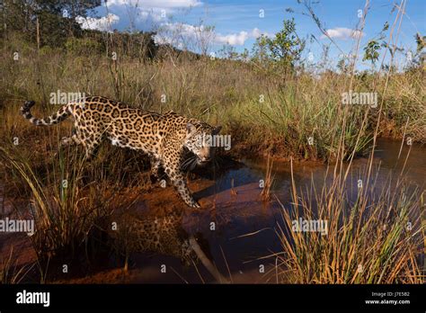 Jaguar Habitat Stock Photos & Jaguar Habitat Stock Images - Alamy