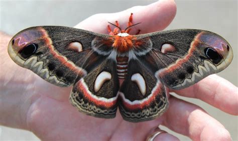 Cecropia Caterpillar becomes Cecropia Moth - What's That Bug?