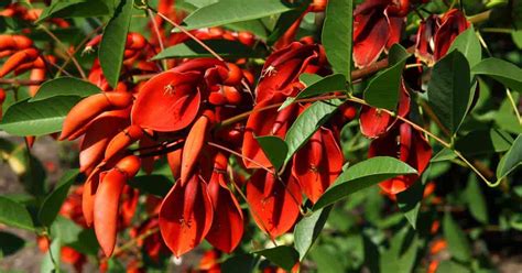 Erythrina Crista-Galli: Learn Coral Tree Growing And Care